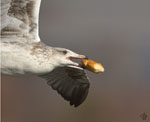 Unidentified Gull