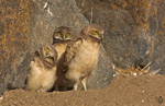 Burrowing Owl