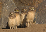 Burrowing Owl
