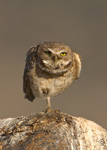 Burrowing Owl