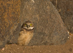 Burrowing Owl