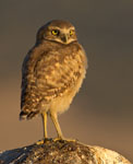 Burrowing Owl