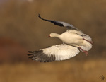 Snow Goose