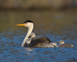 Clark's Grebe