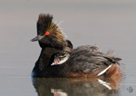 Eared Grebe