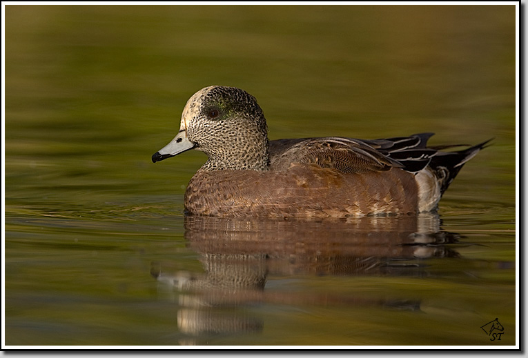 Am Wigeon