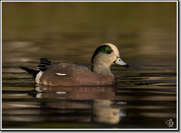 Am Wigeon