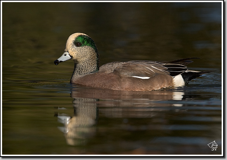Am Wigeon