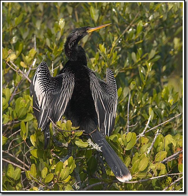 Anhinga