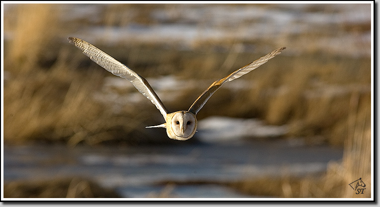 Barn Owl