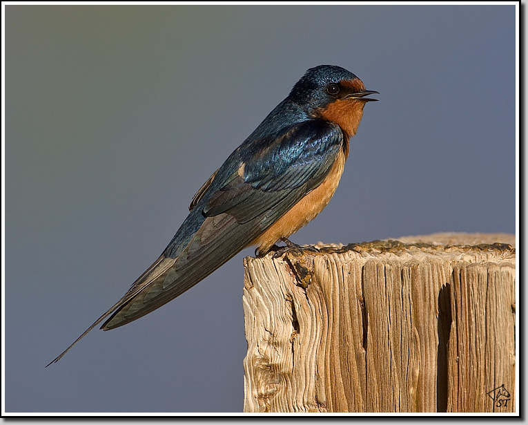 Swallow