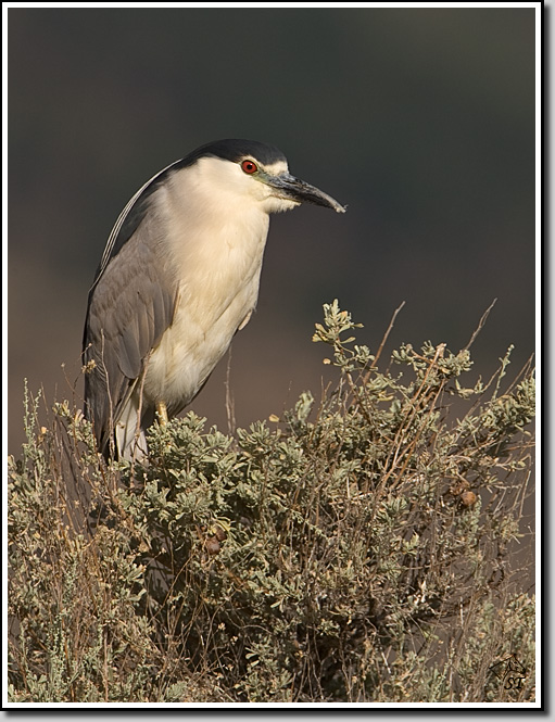 Black-crowned Night-Heron