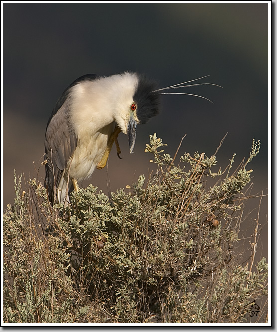 Black-crowned Night-Heron