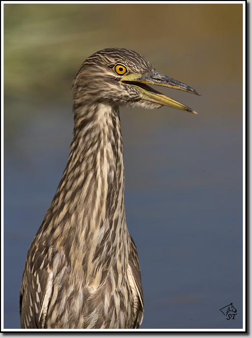 Black-crowned Night-Heron (Juvenile)
