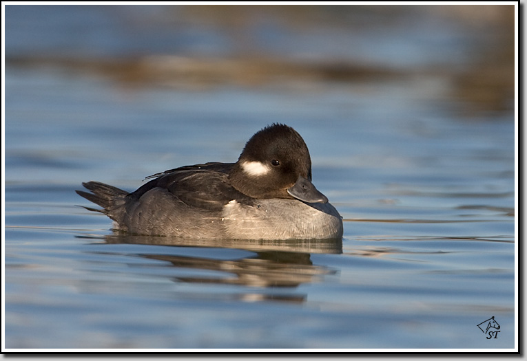Bufflehead