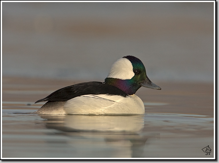 Bufflehead