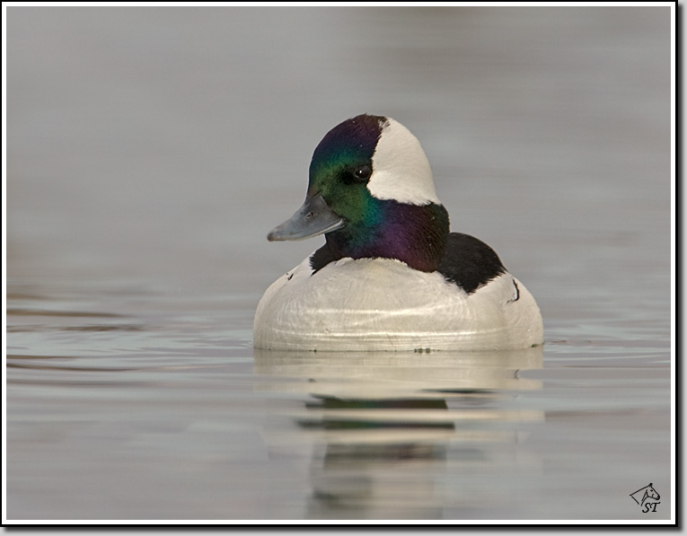 Bufflehead