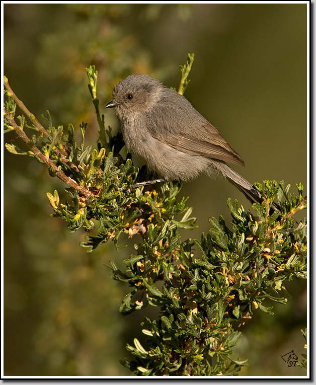 Bushtit