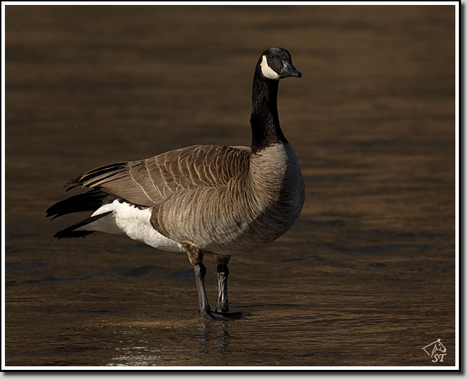 Canada Goose