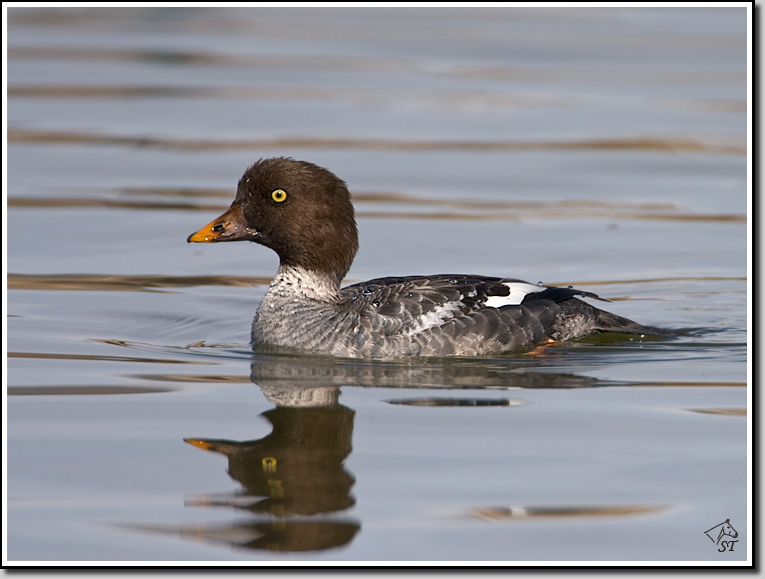 Goldeneye