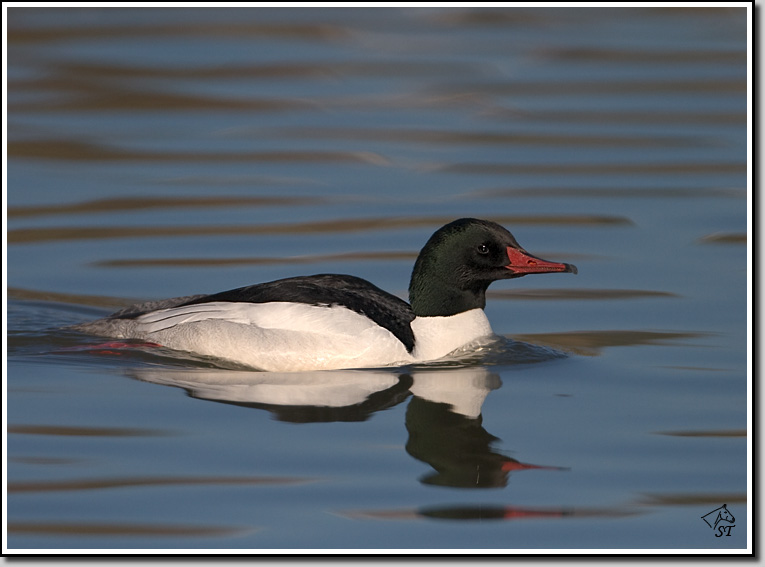 Common Merganser