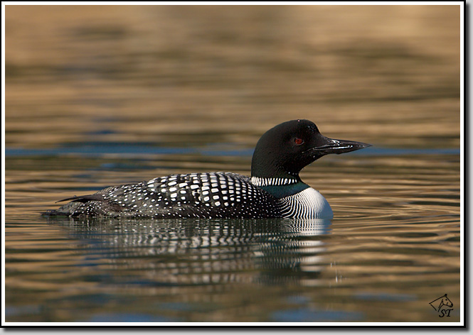 Common Loon