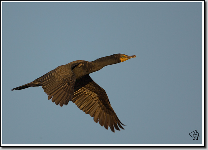 Double-crested Cormorant