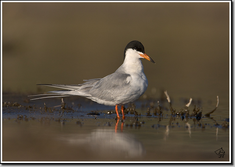 Forsters Tern