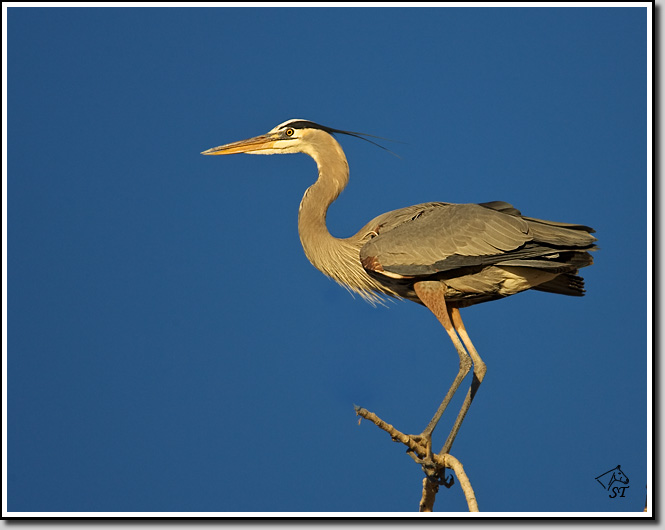 Great Blue Heron