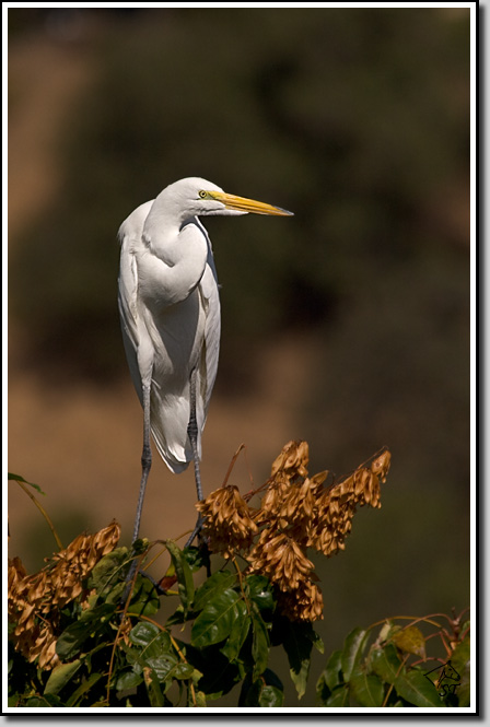 Great Egret
