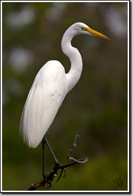 Great Egret