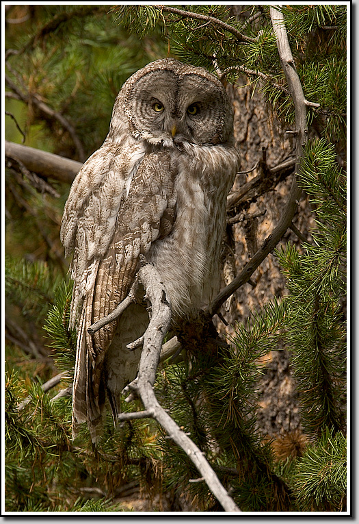 Great Gray Owl