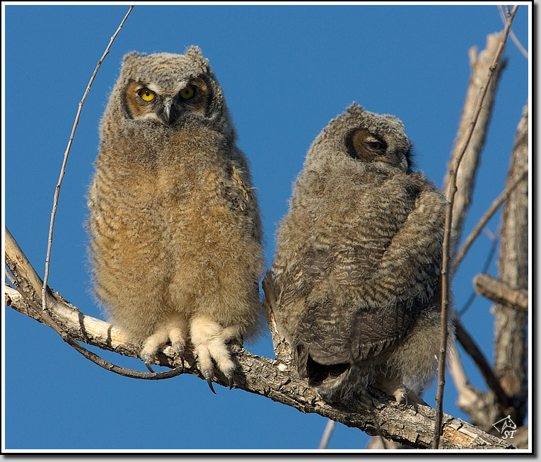 Great Horned Owl