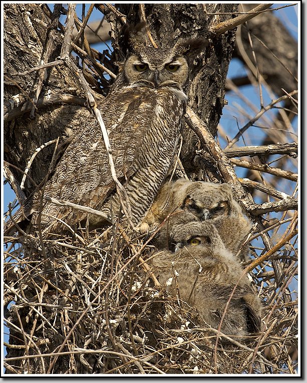 Great Horned Owl