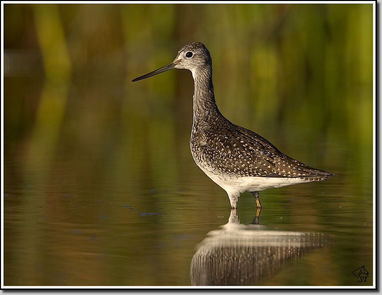 Greater Yellowlegs