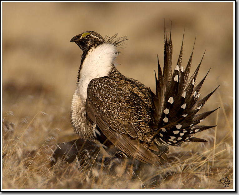 Grouse