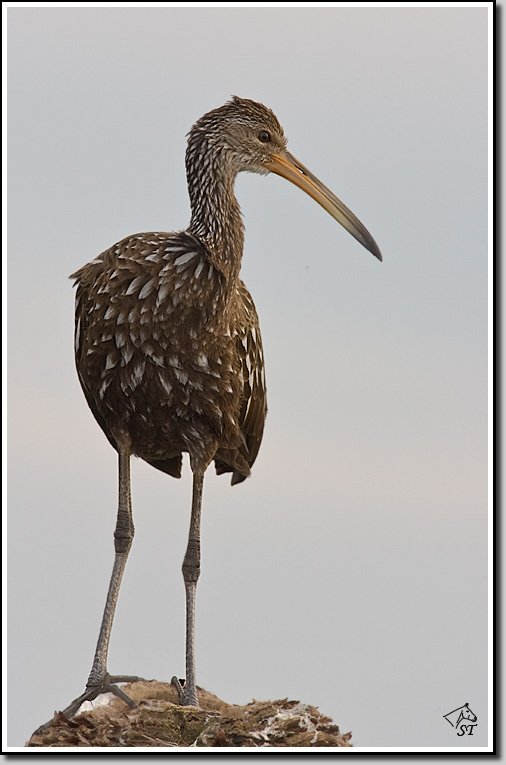 Limpkin