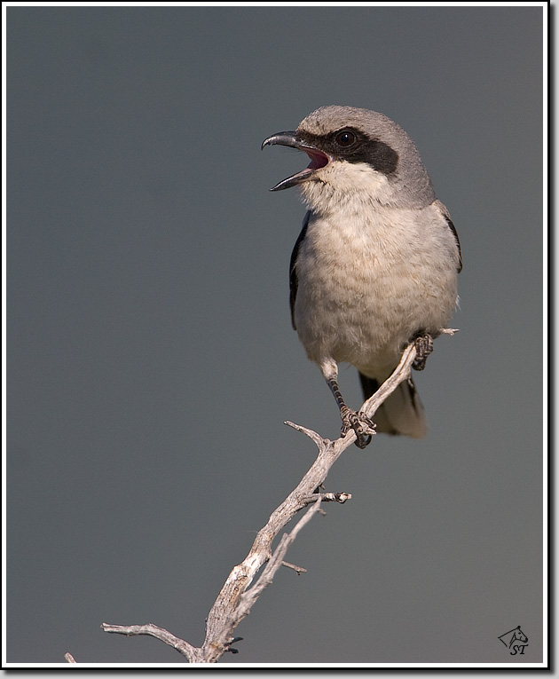 Shrike