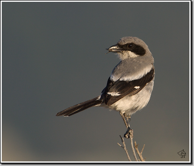 Shrike