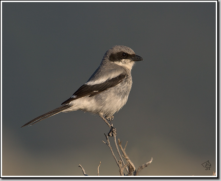 Shrike