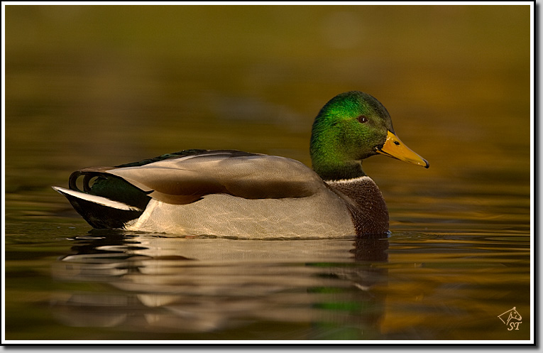 Mallard