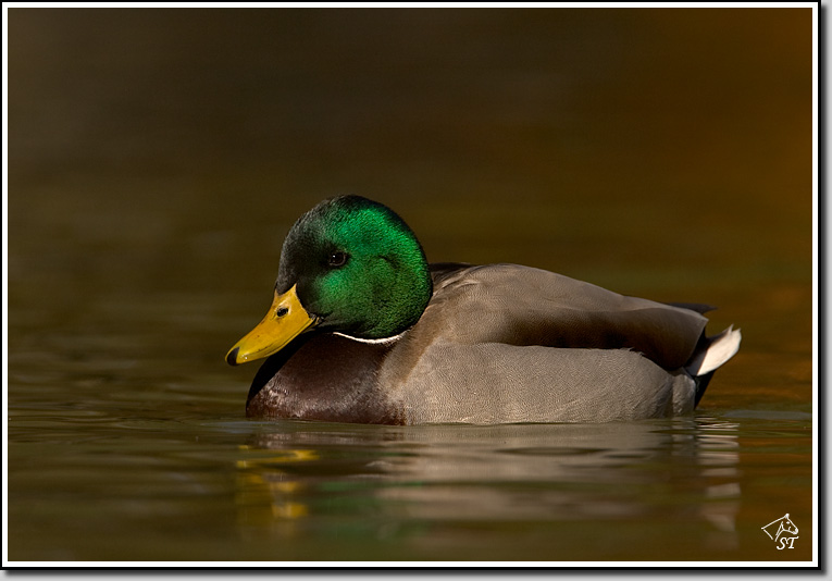 Mallard