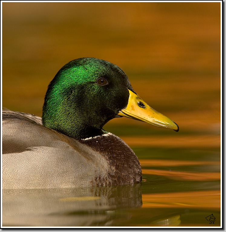 Mallard