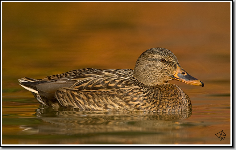 Mallard