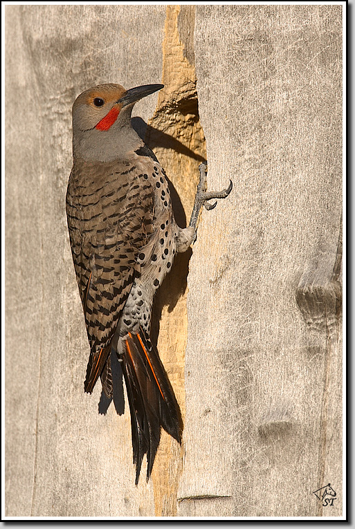 Northern Flicker