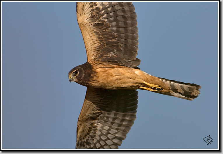 Northern Harrier