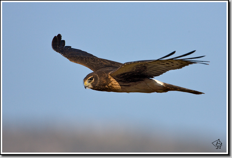 Northern Harrier