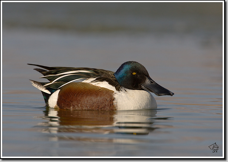 Shoveler