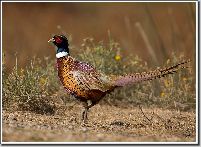 Pheasant