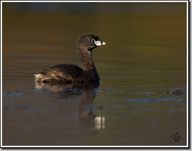 Pied-billed Grebe